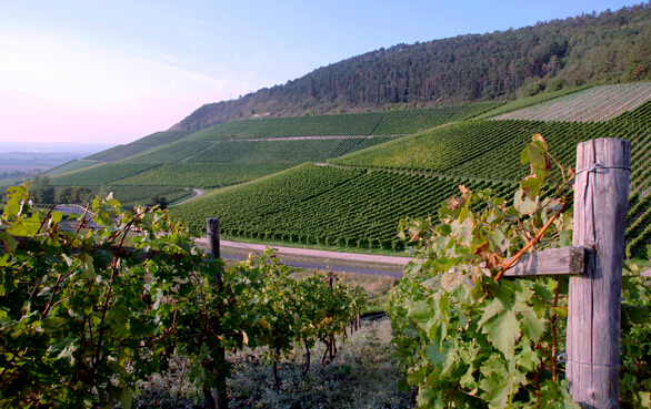 波爾多產(chǎn)區(qū)