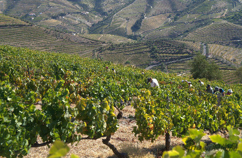 三大成本直接影響葡萄酒價格