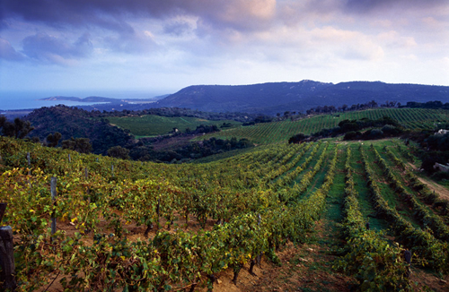 科西嘉島（Corsica）