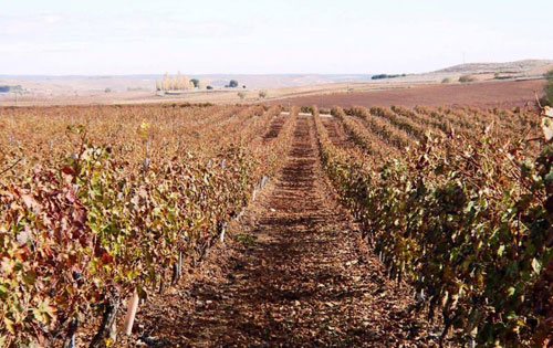 馬德里產區（Madrid）