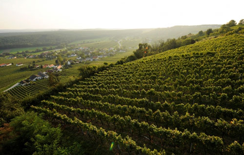 布爾根蘭葡萄酒產區