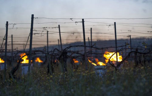 2016年勃艮第葡萄酒產(chǎn)量預(yù)計(jì)減少四分之一