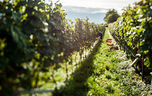 意法西三國合作社代表在羅馬舉行發展會議