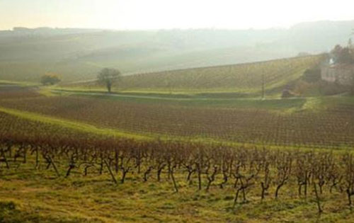 干邑產(chǎn)區(qū)葡萄農(nóng)反對(duì)跨地區(qū)移植葡萄樹