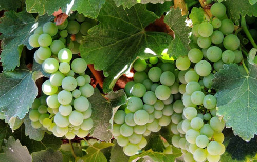 長相思（Sauvignon Blanc）