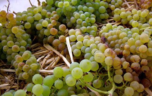 瑪珊（Marsanne）