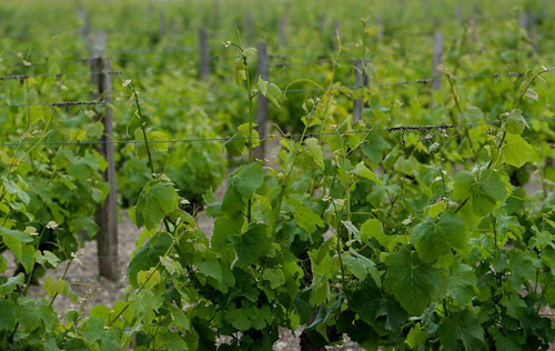 四月霜凍災(zāi)害或?qū)е虏柖嗥咸丫苾r(jià)格上漲