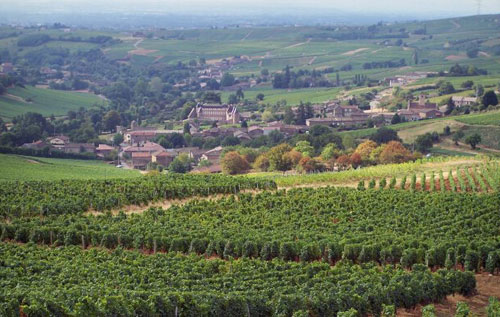 馬貢（Maconnais）AOC法定產區