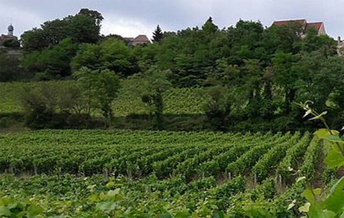 法國當(dāng)局正式公布勃艮第新增2個AOC產(chǎn)區(qū)