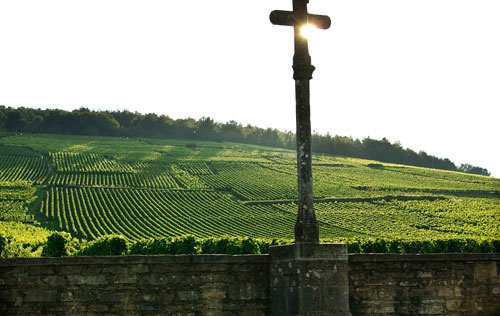 羅曼尼康帝酒莊葡萄園