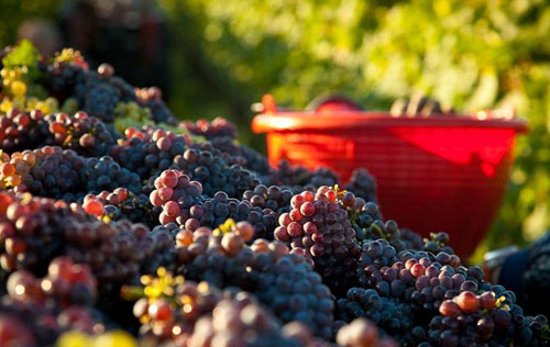 意大利威尼姿產區停產IGT級別灰皮諾葡萄酒