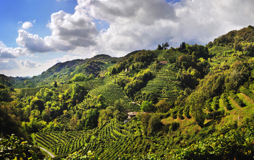 意大利有105家葡萄酒企業營收額超千萬歐元