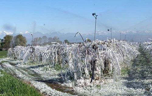 意大利約有60%的葡萄園受到春季霜凍災害