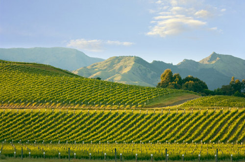 2022年收成提高可恢復新西蘭枯竭的葡萄酒庫存