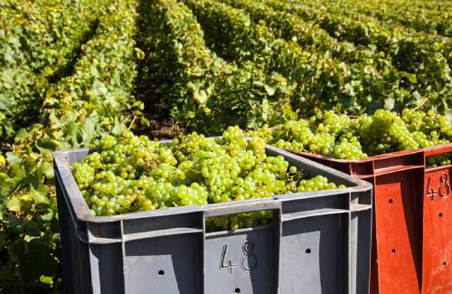 2022年香檳收成產量上限為十多年來最高水平